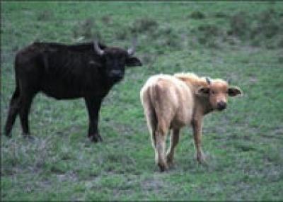 Впервые в Кении родился буйвол-альбинос