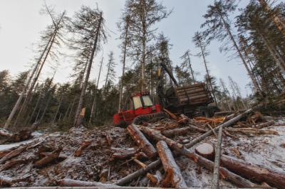 700 га леса в Одинцовской районе отданы под застройку