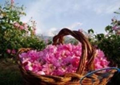 В Атласских горах состоится Фестиваль роз