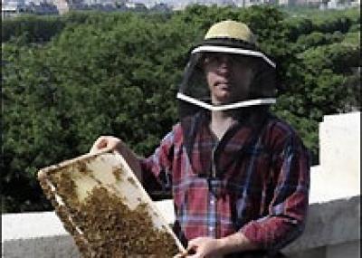 В Париже на крыше Гран Пале установили ульи и собираются делать мед