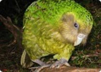 В Новой Зеландии туристам показывают уникальных попугаев ёкакапо`