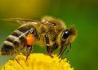 Во Франции туристку покусало 500 пчел