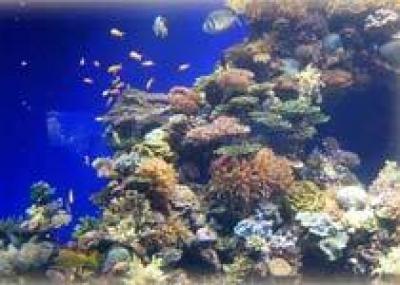 Ученые обнаружили `морозоустойчивый` коралловый риф
