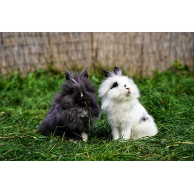 В Москве открывается «Зайкин дом» с 40 видами кроликов