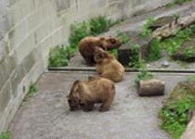 В Берне открывается новый Медвежий парк