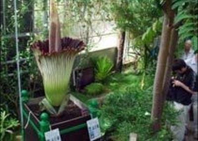 Самый большой цветок в мире расцвел в ботаническом Саду Бреста