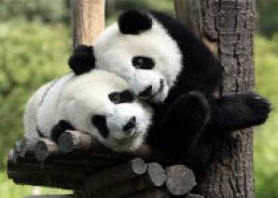 Пандам грозит вымирание через три поколения