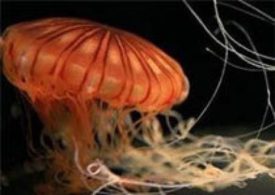 В Японии ожидают нашествия гигантских медуз