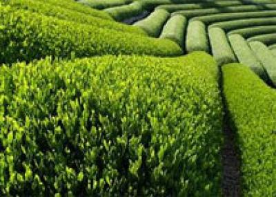 Африканские чайные плантации открыты для туристов