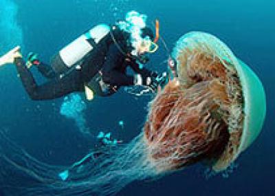 Огромные медузы появились около Японии