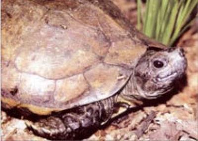 В Мьянме вновь появились редчайшие черепахи