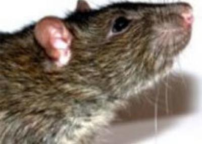 Гигантская крыса обнаружена в Папуа-Новой Гвинее