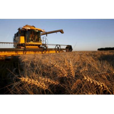 Аграрный гигант: Россия выходит на рекорд по сбору зерна