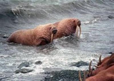 Моржи ищут спасения на берегах Аляски