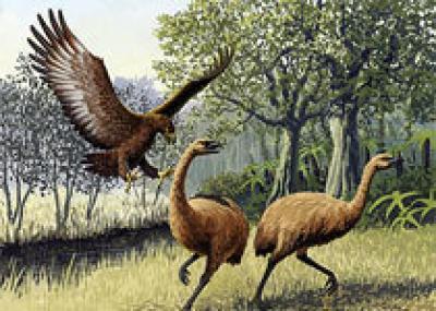 Птицы-людоеды из легенд маори существовали