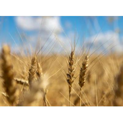 Минсельхоз зафиксировал новый исторический рекорд по урожаю зерна