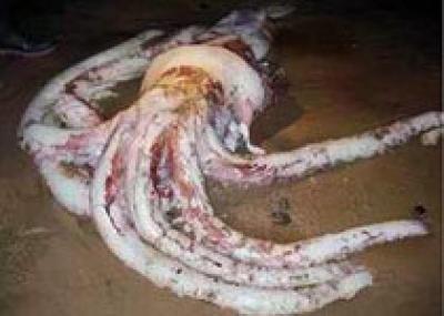 В Мексиканском заливе выловили гигантского кальмара