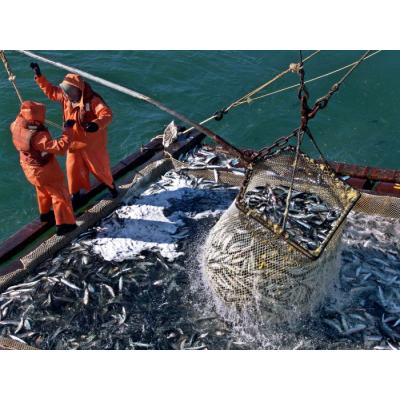 Улов российских рыбаков за 10 месяцев превысил 4,1 млн тонн