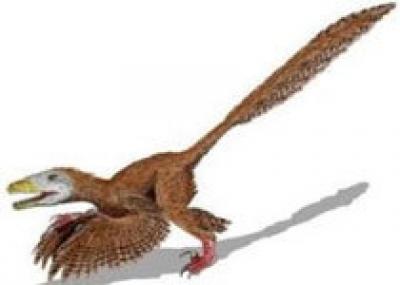 В Китае нашли останки динозавра с четырьмя крыльями