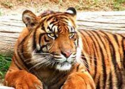 Китайцы могут уничтожить индийских тигров