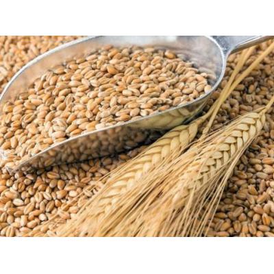 Совфед одобрил закон о страховой поддержке "зерновой сделки"