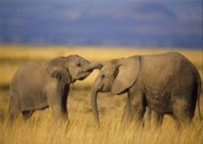 Африканским слонам грозит вымирание
