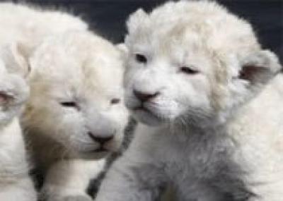 В английском заповеднике родились три белых льва