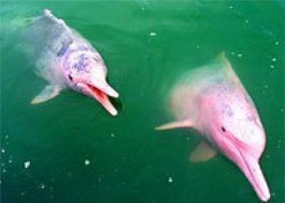 Российские ученые будут искать розового дельфина