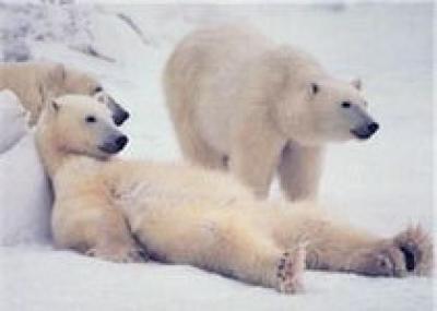 Правительство США отдало часть Аляски белым медведям