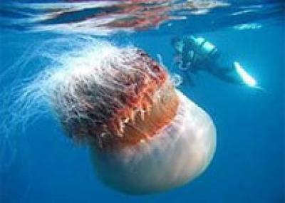 Японские рыбаки находят в сетях гигантских медуз