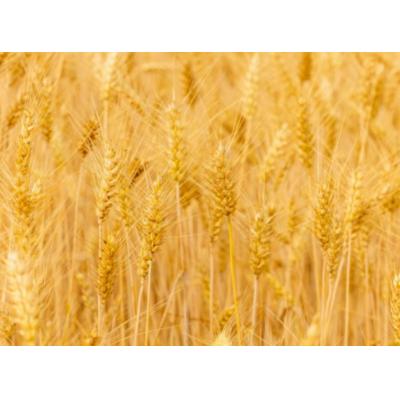 В России аграриев хотят призвать приостановить экспорт пшеницы и подсолнечного масла