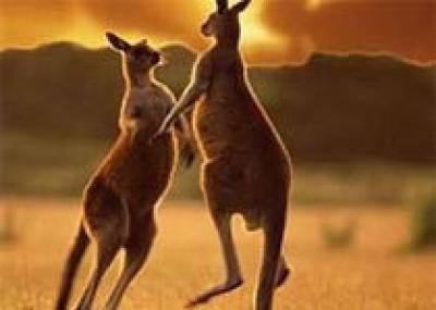 Загадочные круги на полях Австралии оставляют кенгуру?
