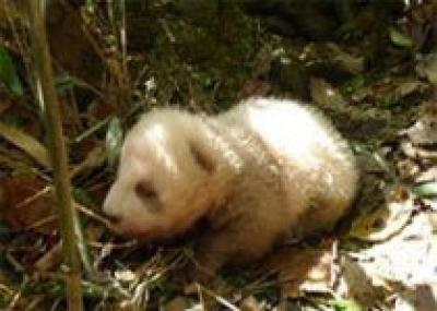 Впервые обнаружена коричневая панда