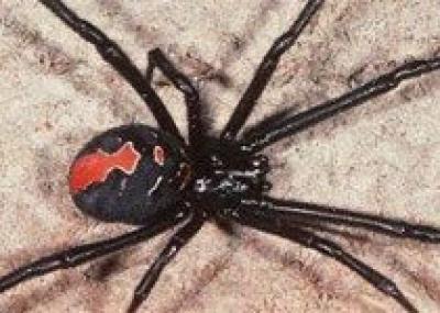 Австралийские пауки-убийцы угрожают Японии