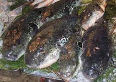 В Японии вывели неядовитую рыбу фугу