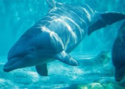 В Новой Зеландии дельфин терроризирует купальщиков