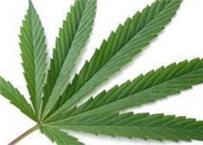 На Ямайке собираются легализовать марихуану