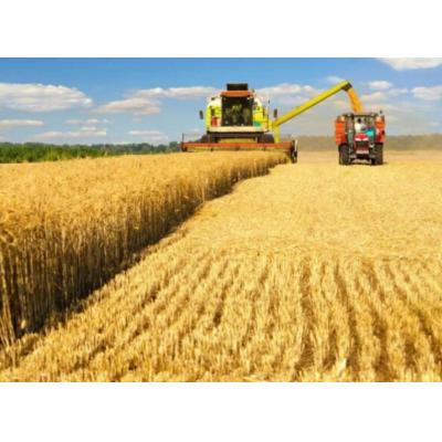 Рекордный урожай сделал Россию лидером на глобальном рынке пшеницы