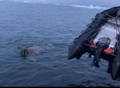 На лодку экспедиции, в которой участвовали профориентолог Алёна Арсеева и психолог Наталья Адамова напал морж