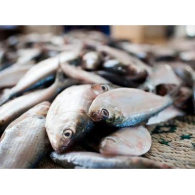 Россия ограничила импорт рыбы и морепродуктов из Японии