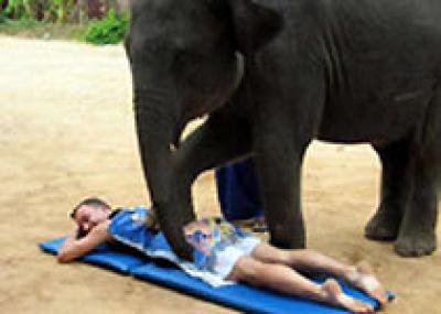 Таиланд: услуги слона-массажиста пользуются популярностью у туристов