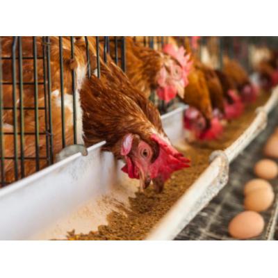 Минсельхоз предложил временно запретить экспорт яиц и мяса птицы из России