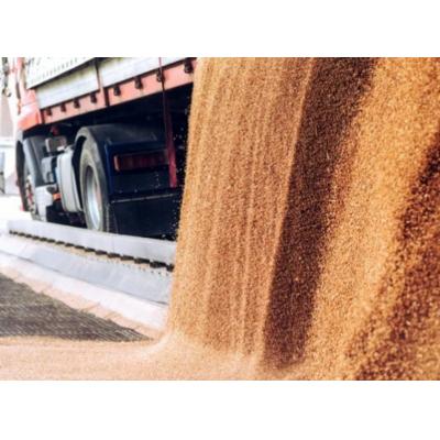 Правительство запретило экспорт твердой пшеницы из России до 31 мая 2024 года