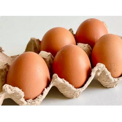 В Дагестане инвестируют 900 миллионов рублей в производство яиц