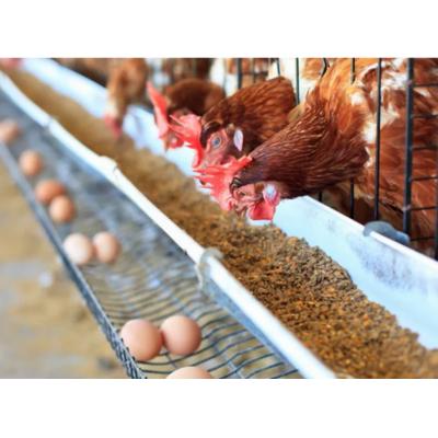 В России увеличат производство яиц и мяса птицы в 2024 году