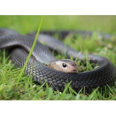 Ученые вывели противоядие от яда сотен змей