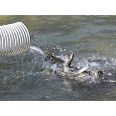 РусГидро выпустило в реки Кабардино-Балкарии более 100 тысяч мальков каспийского лосося
