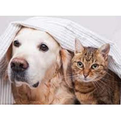 Ставропольцев обязали чипировать всех домашних собак и кошек
