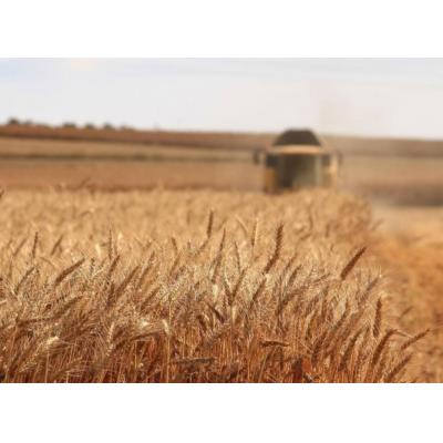 «РСХБ-Страхование» выплатило 192,5 млн р. в связи с гибелью урожая озимой пшеницы