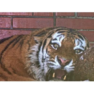 Жители столицы выбрали имя для амурского тигра из Московского зоопарка